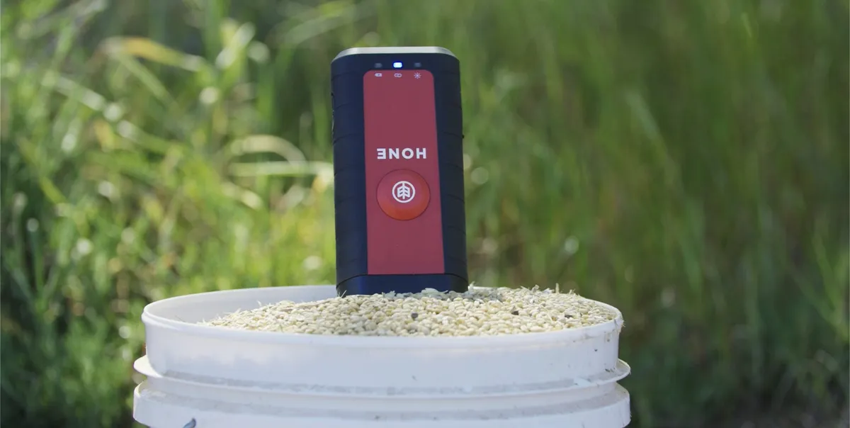The Hone Lab Red standing in a bucket of barley at the edge of a crop